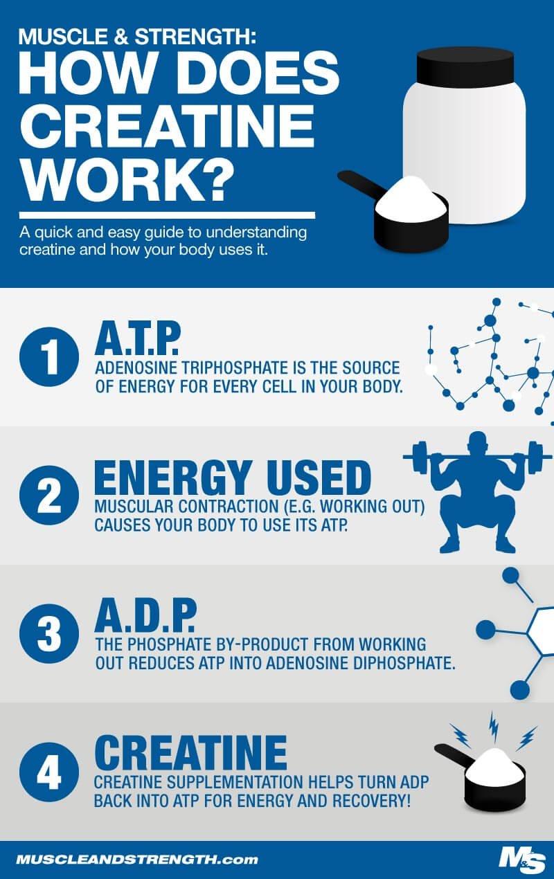 Morning vs. Night: Examining the Optimal Window for ⁣Creatine Intake