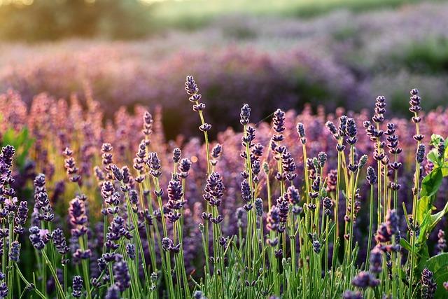 Luxurious Lavender Rituals: Soaking⁣ in serenity Before bed
