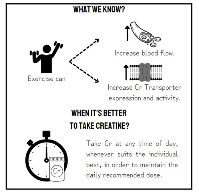 Best Time to Take Creatine: Morning, Night, or Post-Workout?