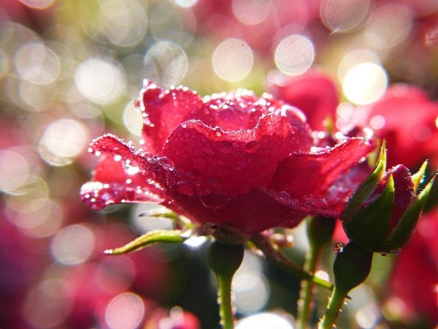 Valentine’s Day Glow Up Essentials