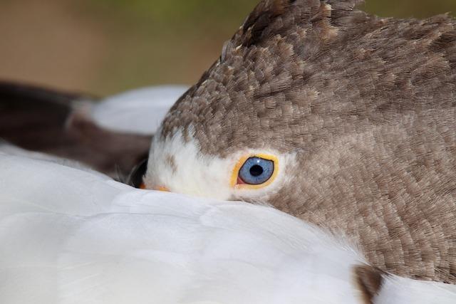 Eye Masks That Enhance Rest Without Sacrificing Style